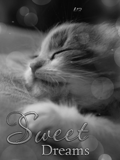 Sweet Dreams -- Cute Kitten