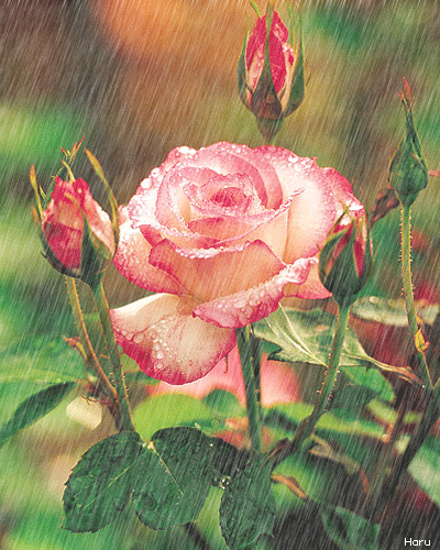 Flowers under the Rain