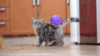Funny cat with balloon