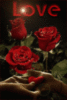 Love -- Red Roses