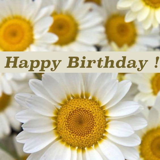 Happy Birthday -- Daisies