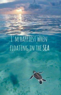 I'm happiest when floating in the sea. -- Summer Quotes