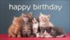 Happy Birthday -- Kittens