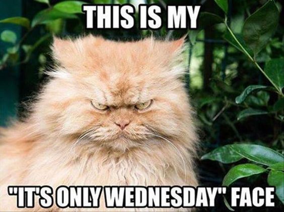 This is my "It's only Wednesday" face -- Grumpy cat