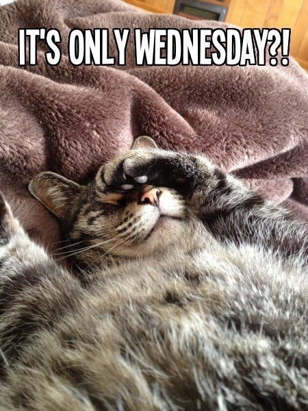 It's only Wednesday?! -- Funny Cat