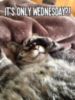 It's only Wednesday?! -- Funny Cat