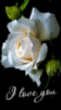 I Love You -- White Rose