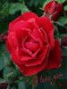 I Love You -- Red Roses