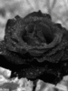 Black and White Animated Flower