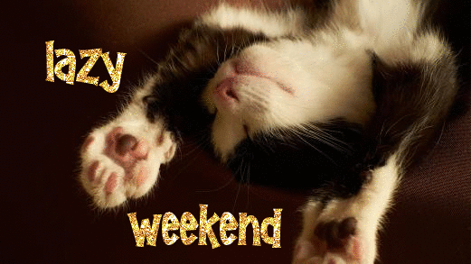 Lazy Weekend -- Cute Kitten