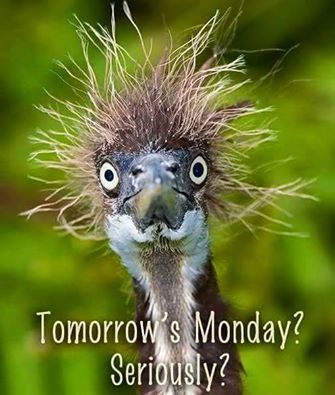 Tomorrow's Monday? Seriously?