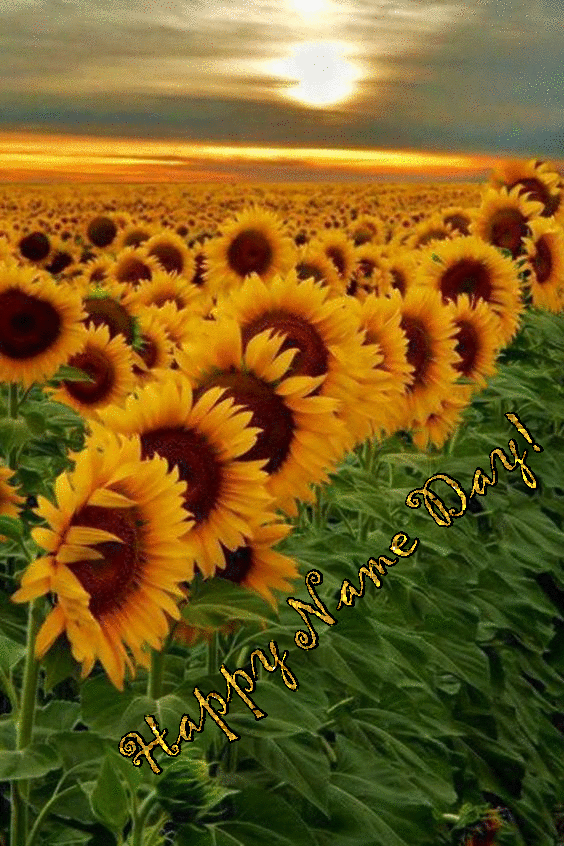 Happy Name Day! -- Sunflowers