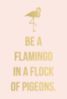 Be a flamingo in flock of pigeons.