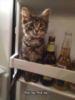 LOL Cat: in the frige