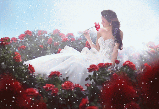 Red Roses and Snow