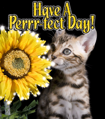 Have a Perfect Day!