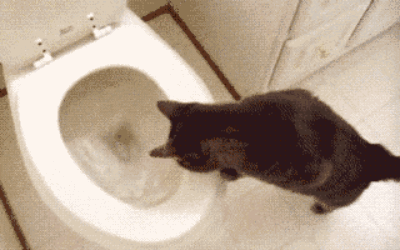 LOL Cat: in the bathroom
