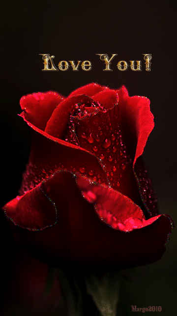 Love You! -- Red Rose