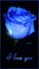 I Love You -- Blue Rose