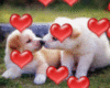 Love Kiss Cute Puppies