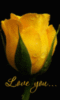Love You... -- Yellow Rose