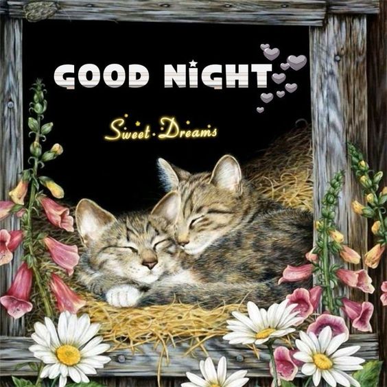 Good Night Sweet Dreams