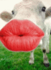 Cow Kiss