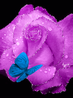 Purple Rose and Butterfly