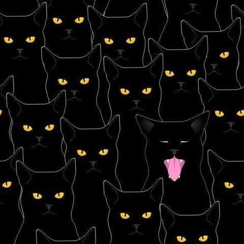 Black Cats Yawn
