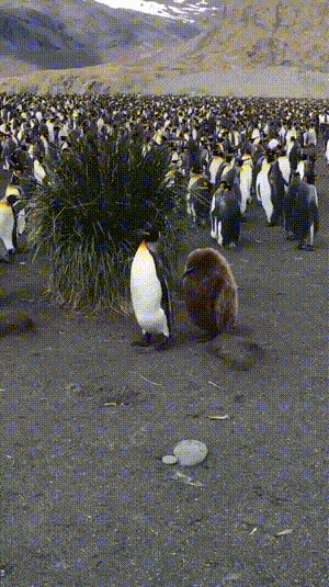 Funny Penguins