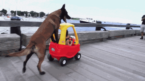 Funny dog with child