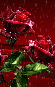 Red Roses under the rain