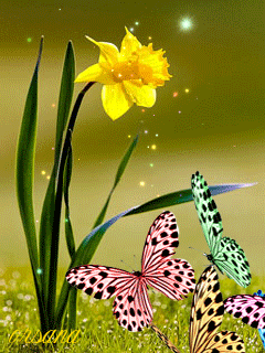 Flower and Butterflies