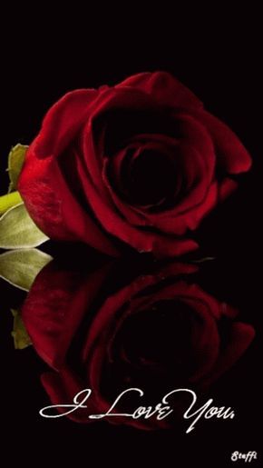 I Love You -- Red Rose