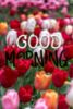 Good Morning -- Flowers