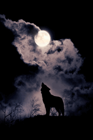Wolf and Moon 