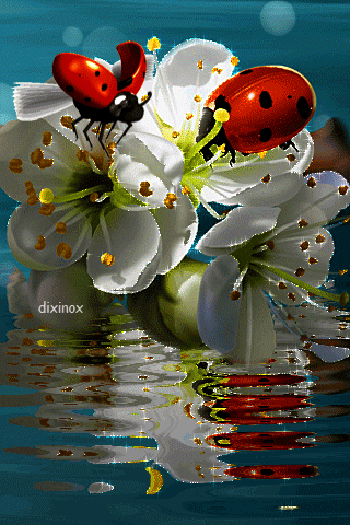 Flowers and Ladybirds
