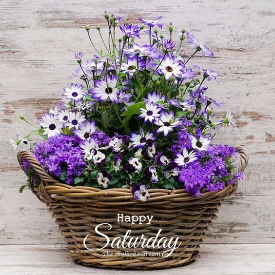 Happy Saturday -- Purple Flowers