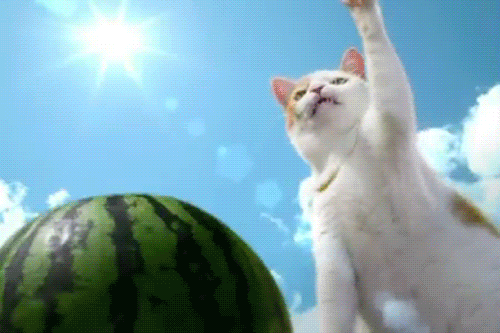 Summer funny cat and watermelon on the beach