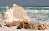 Summer shells on the beach