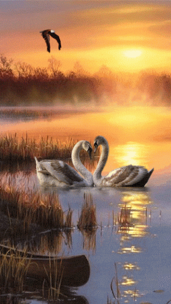 Love Swans