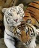 Beautiful Tigers
