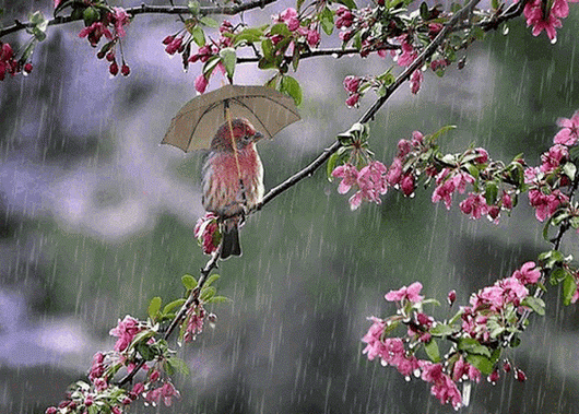 Bird with Umbrella under the Rain