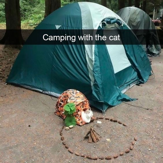 LOL Cat: camping
