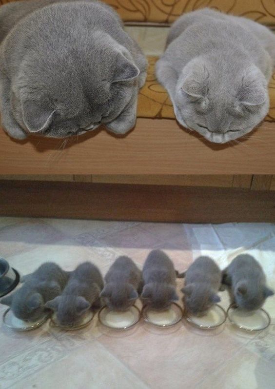 So Cute!! Kittens