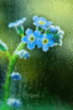 Blue Flowers Rain