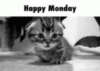Happy Monday Cute Kitten