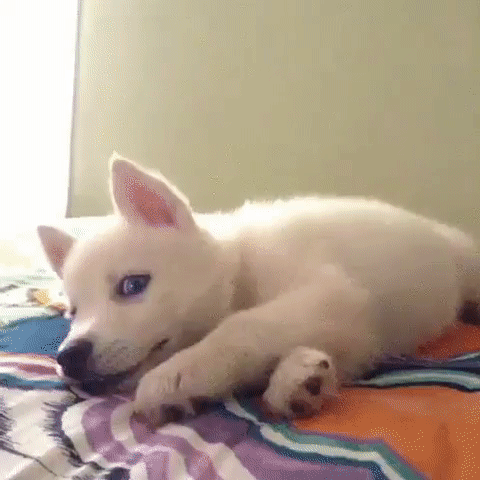 Cute Funny Puppy
