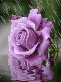 Purple Flower under the rain