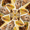 LOL Cats and Tacos